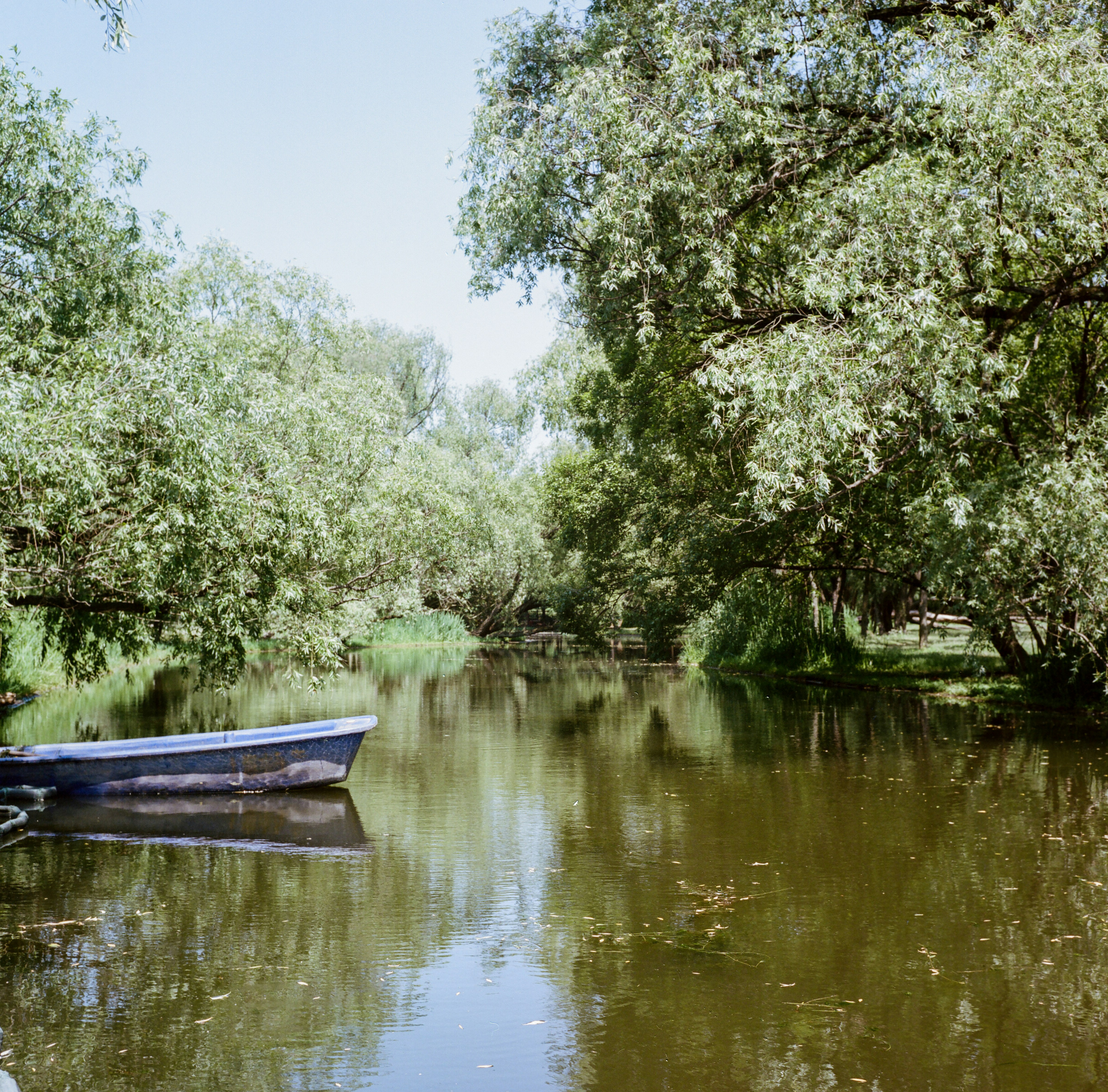 green trees beside river during daytime